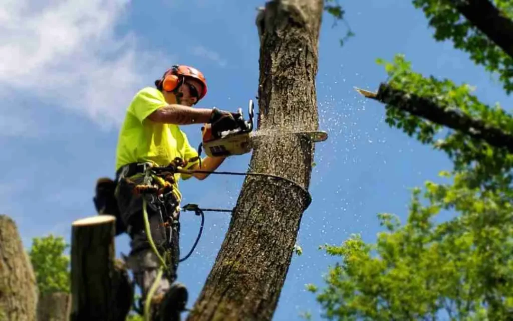 tree-removal-service