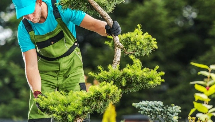 Importance of Tree Removal Cork