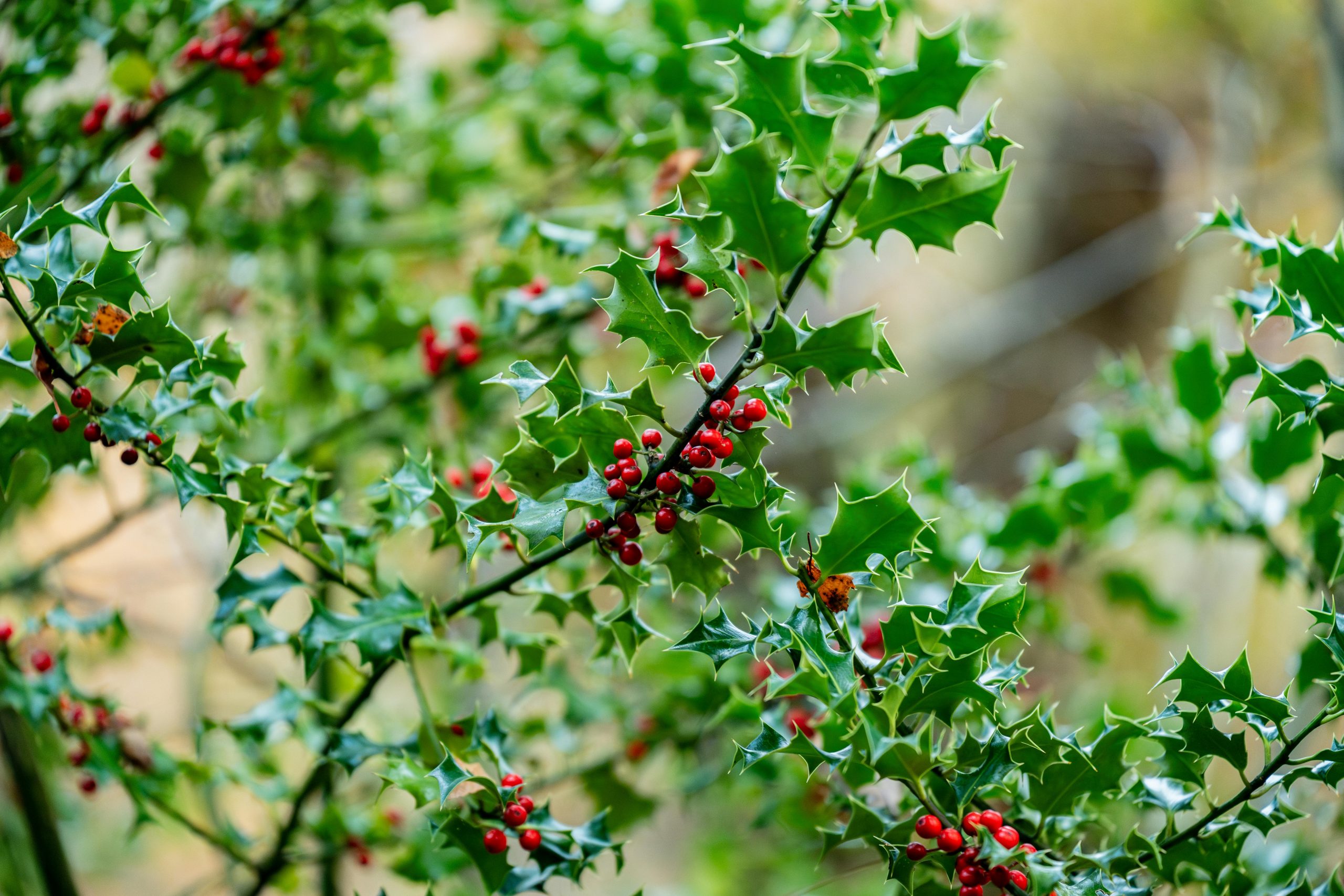 Holly Trees in Cork: A Year-Round Garden Classic - Cork Tree Surgeons