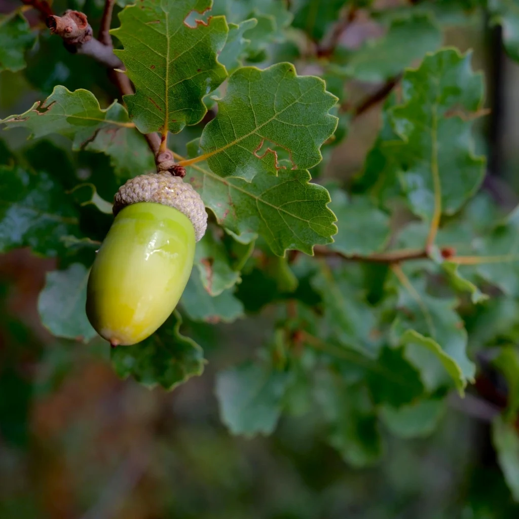 Oak leaf and acorn.