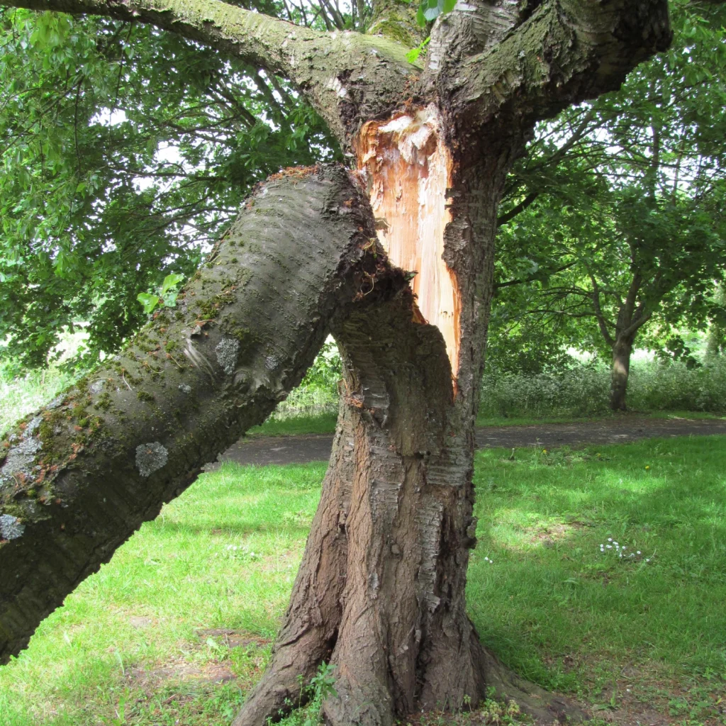 Tree with broken branch