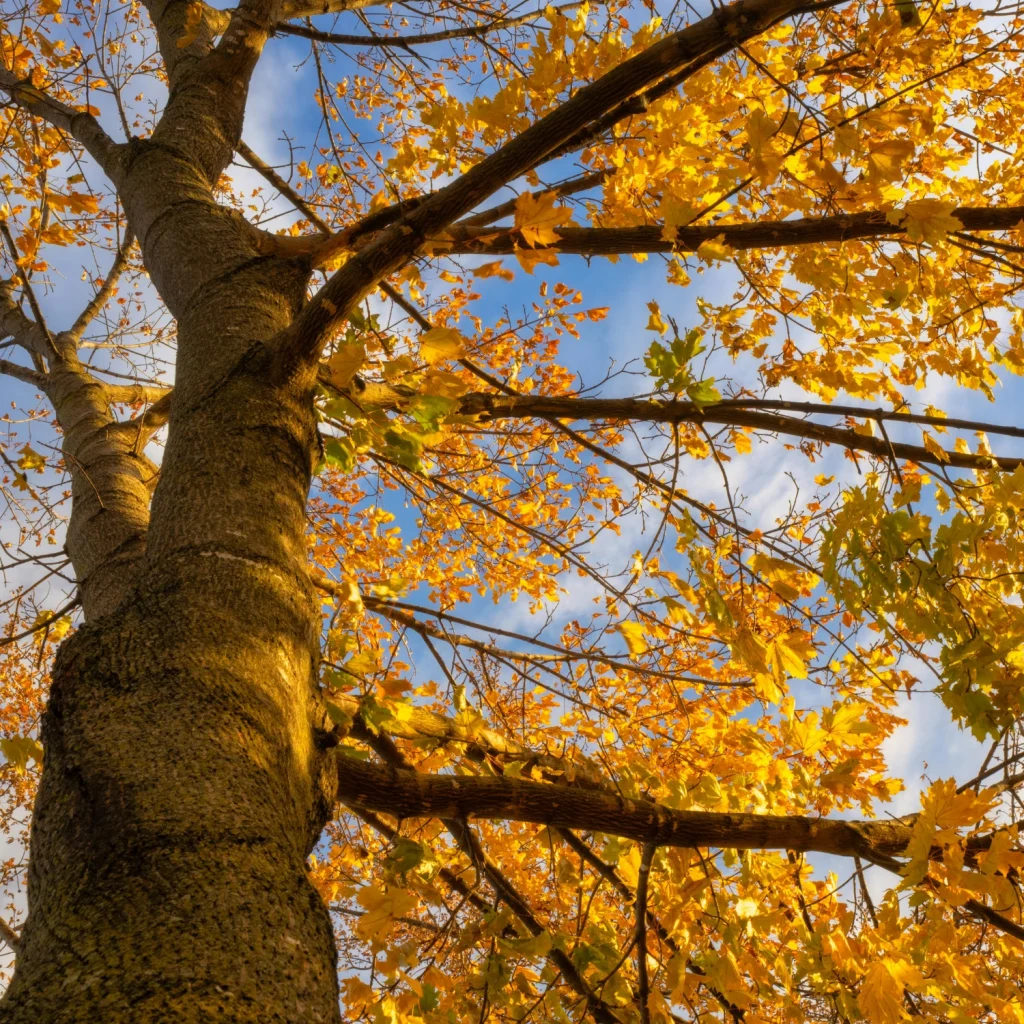 Autumn tree with orange leaves