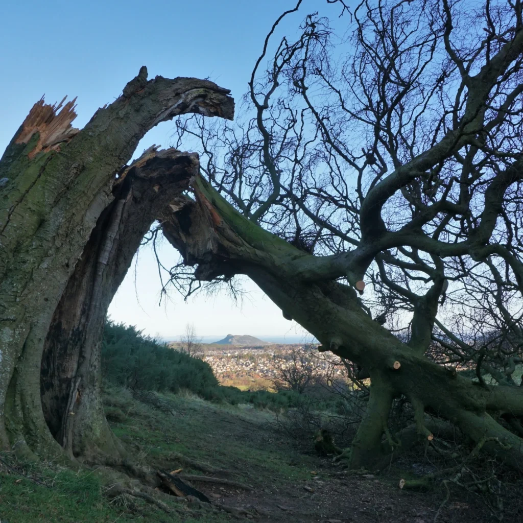 Tree fallen in storm with trunk snapped in half.